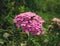 Close up of pink yarrow flower