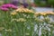 Close-up of pink and yellow blossoms and buds of milfoil (achill