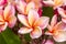 Close up Pink-yellow Plumeria or Frangipani flowers with water drop