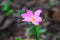 Close up Pink zephyranthes lily flower and blossom drop of water