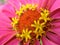 Close up of pink zinnia with yellow stamens
