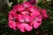 Close-up of pink zonal geranium flower