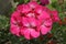 Close-up of pink zonal geranium flower
