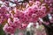 close up of pinkish flowers blossoming on a tree in a park