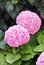 Close up of pinkish hydrangeas in the garden. Aerial view of hydrangea roses in natural environment. Flowers, plants and gardening