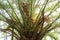 Close up of pinnate fronds on a Canary Island Thatch Palm tree