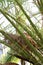 Close up of pinnate fronds on a Canary Island Thatch Palm tree