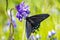 Close up of Pipevine swallowtail Battus philenor drinking nectar from a Blue Dick Dichelostemma capitatum wildflower, North