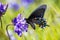Close up of Pipevine swallowtail Battus philenor drinking nectar from a Blue Dick Dichelostemma capitatum wildflower, North