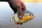 Close up of a Piranha or Palometa