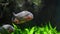 Close up of piranhas swim in river. Dangerous fish swimming in freshwater.