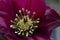 Close-up of pistils and stamen of a purple Christmas rose Helleborus niger