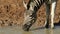 Close-up of a plains zebra drinking water