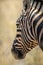 Close-up of plains zebra head from behind