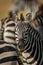 Close-up of plains zebra head among others