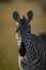 Close-up of plains zebra head and shoulders