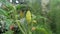 Close up of plant with chilly peppers and blossom