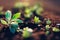 a close up of a plant growing in dirt with sunlight shining on it and leaves sprouting from the ground