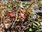 Close-up of the plant with heart-shaped leaves - the Red Barrenwort, Fairy wings or Bishop`s Hat Epimedium x rubrum flowering