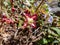 Close-up of the plant with heart-shaped leaves - the Red Barrenwort, Fairy wings or Bishop`s Hat Epimedium x rubrum flowering