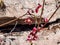 Close-up of the plant with heart-shaped leaves - the Red Barrenwort, Fairy wings or Bishop`s Hat Epimedium x rubrum flowering