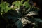 close-up of plant leaf explosion, with individual leaves in full detail