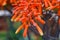 Close up of a plant with long rangy deep orange flowers
