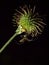 Close-up of a plant with spider on it