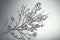 a close up of a plant with white flowers on it\\\'s stems and leaves with snow on them, against a gray