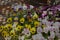 Close up of a planter filled with a wide variety of Pansy flowers on a patio table in the spring in Wisconsin