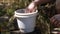 Close up planting avocado sprout in the pot.