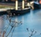 Close up of plants beside frozen canal