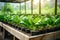 Close up of plants in a net pot in a hydroponic installation