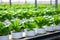 Close up of plants in a net pot in a hydroponic installation