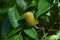 Close up on Platycarya strobilacea, a species of flowering plant in the family Juglandaceae, growing in Leipzig, Germany