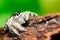 Close up Platycryptus undatus jumping spider. macro photo