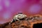 Close up Platycryptus undatus jumping spider. macro photo of insect