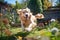 close-up of a playful golden retriever chasing its tail in a sunny garden