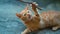 CLOSE UP: Playful little orange tabby kitten grabs a twig with its sharp claws.