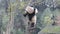 Close up  Playful Pandas on the Tree, Kung Fu Panda