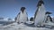 Close-up playing penguins. Antarctica landscape.
