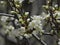 Close-up of a plum branch with many white blossoms and buds.