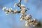 Close-up of plum branches full of white flowers on blue sky background. Typical spring background