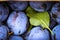 Close up of plum fruits with green leaves. Fruits of prunus domestica, plums