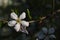 Close up of plum spring blossoms on tree branch