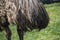 Close-up of Plumage of an Emu (Dromaius novaehollandia)