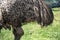 Close-up of Plumage of an Emu (Dromaius novaehollandia)