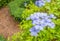 Close-up Plumbago auriculata flower in the garden