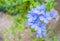 Close-up Plumbago auriculata flower in the garden