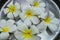 Close up of Plumeria or Frangipani tropical flowers, Hawaiian Lei Flower Floating in the basin.